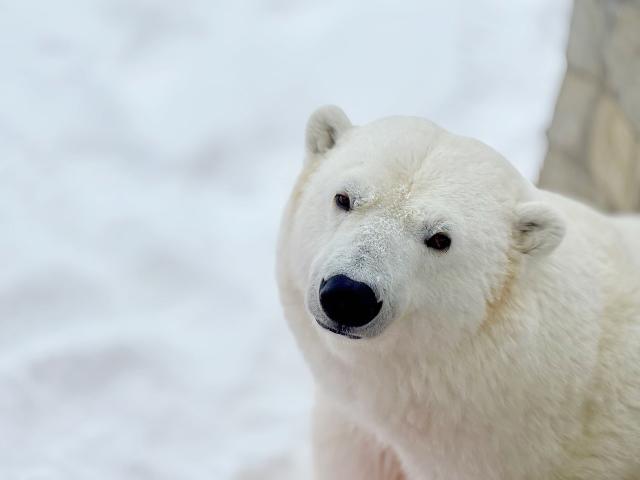 Дан старт Областному конкурсу видеороликов, освещающих жизнь белых медведей