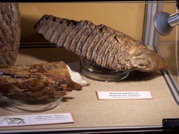 Экскурсия по выставке палеонтологических находок «И прошлое умеет говорить»